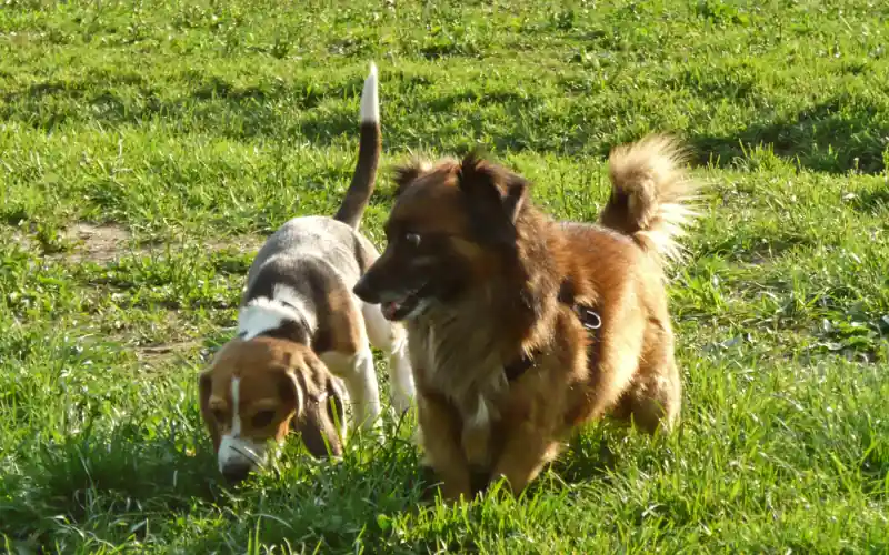 Beagle puppy and another small dog walking calmly together at the dog park