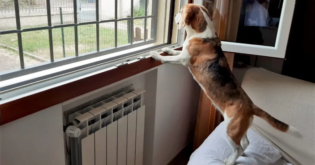 Beagle standing between the couch and window looking outside while home alone