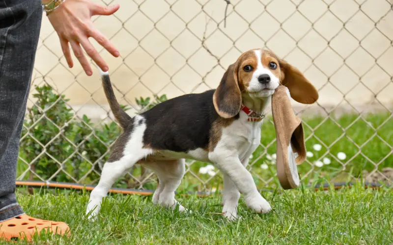 Owner makes herself interesting to trade for a slipper stolen by a Beagle puppy