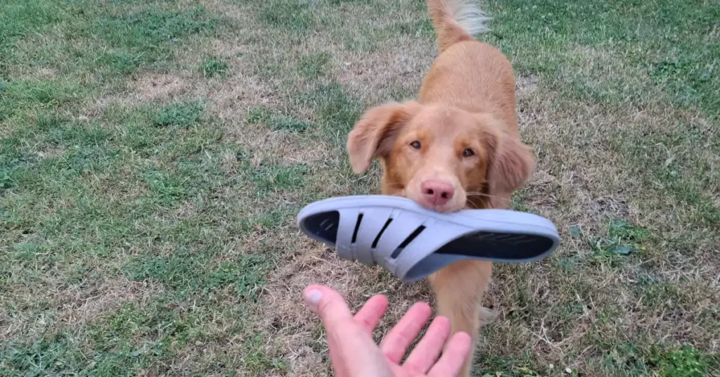Dog dropping a slipper into its owner's open hand