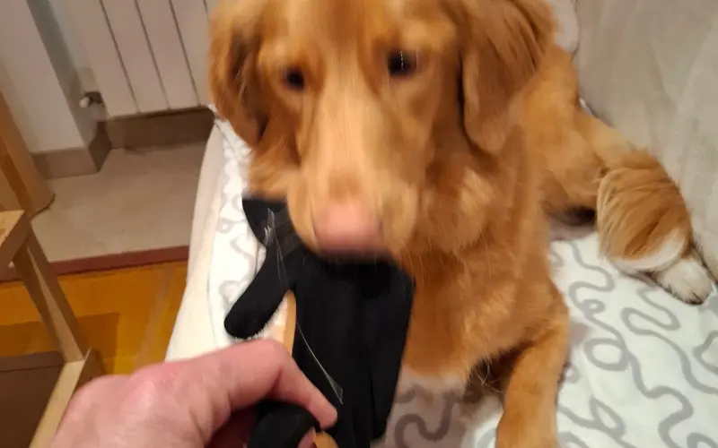 Dog playing tug-of-war with a glove as owner tries to pull it away