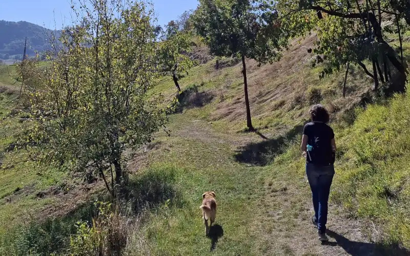 Owner and dog walking calmly together on a grassy trail, seen from behind