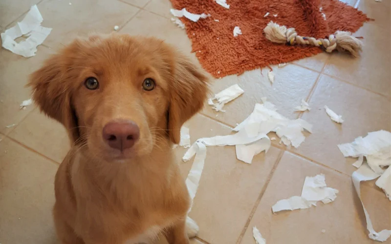 Toller puppy looking at the camera after destroying toilet paper