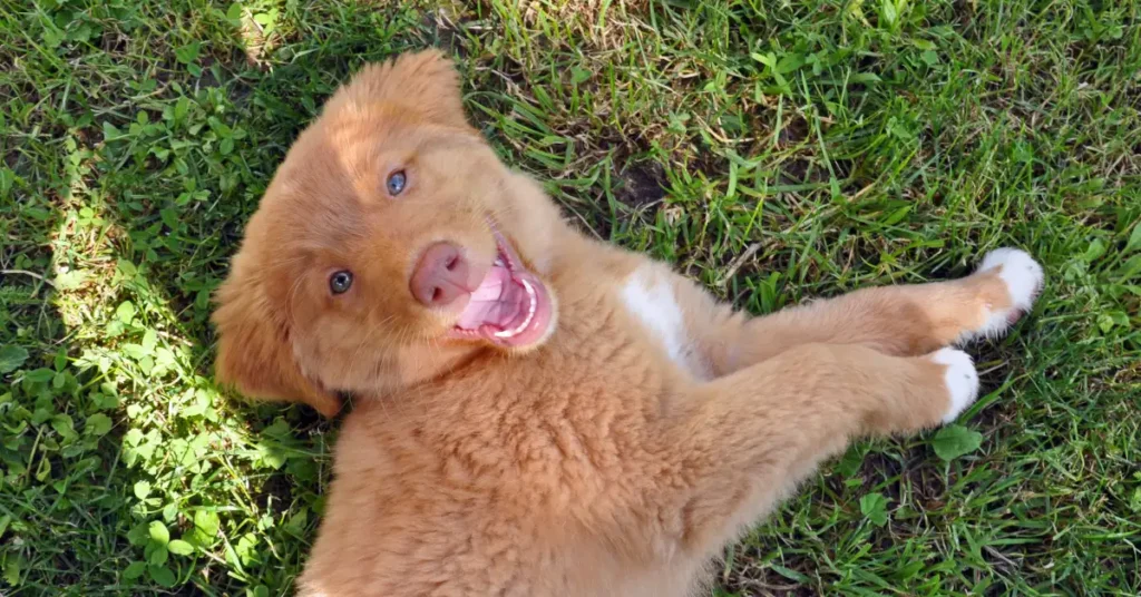 Toller puppy rolling playfully on the grass looking at the camera