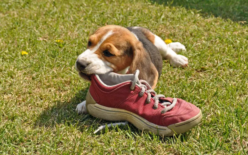 Beagle puppy chewing a shoe on the grass, testing owner's patience