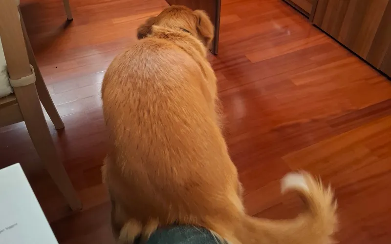 Toller displaying mounting behavior on her owner's leg at home