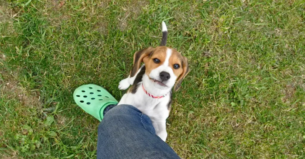 Beagle puppy displaying mounting behavior on its owner's leg