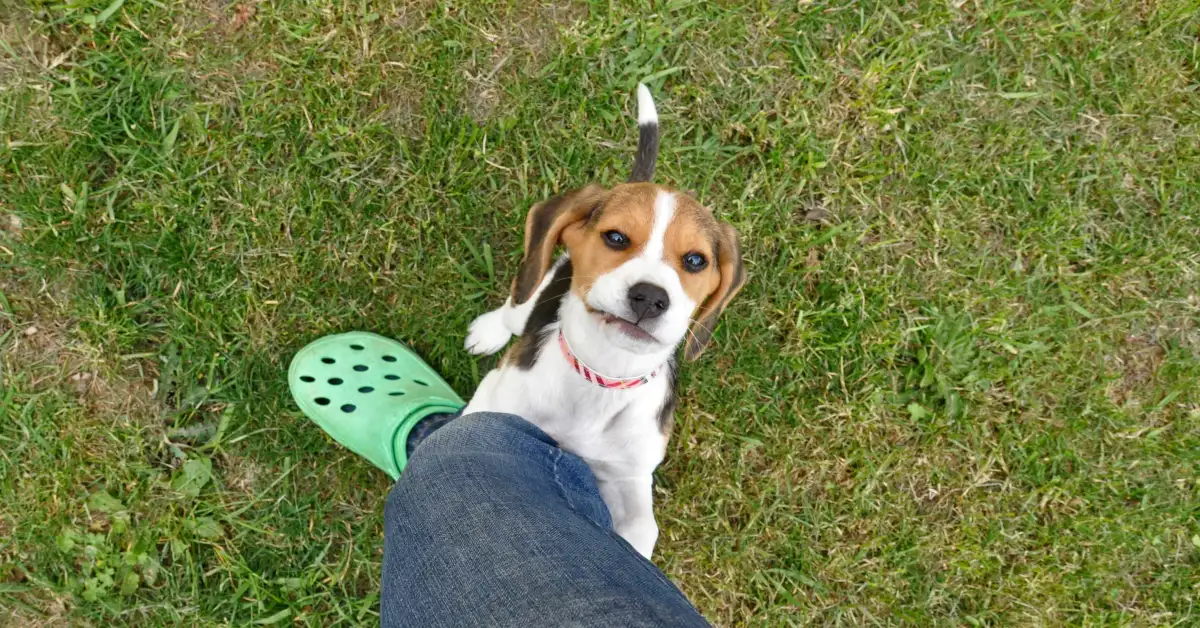 Beagle puppy displaying mounting behavior on its owner's leg