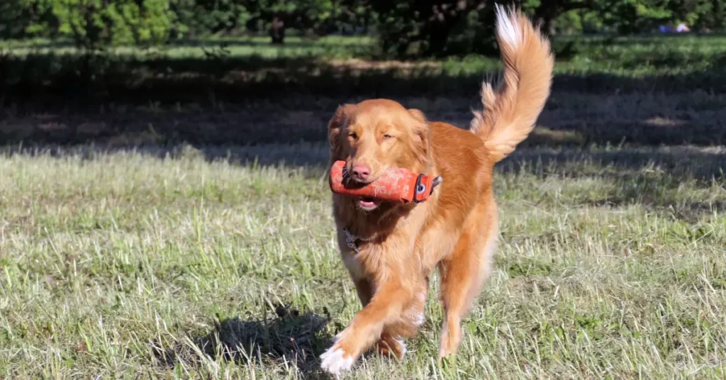 Toller retrieving a dummy, illustrating why do dog breeds exist with such different instincts