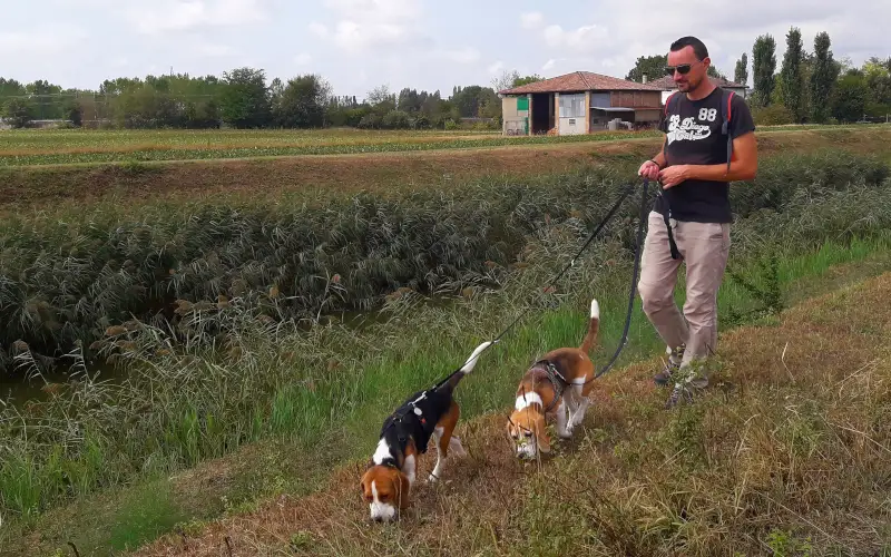 Two Beagles tracking scent, another example of why do dog breeds exist as they do