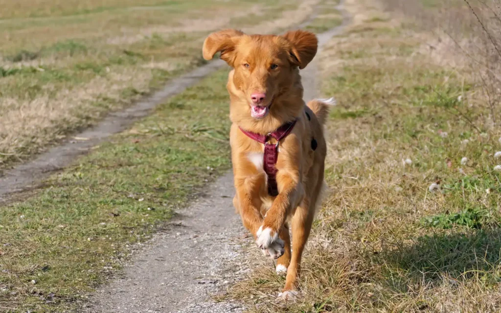 Nova Scotia Duck Tolling Retriever running dynamically across a grassy field