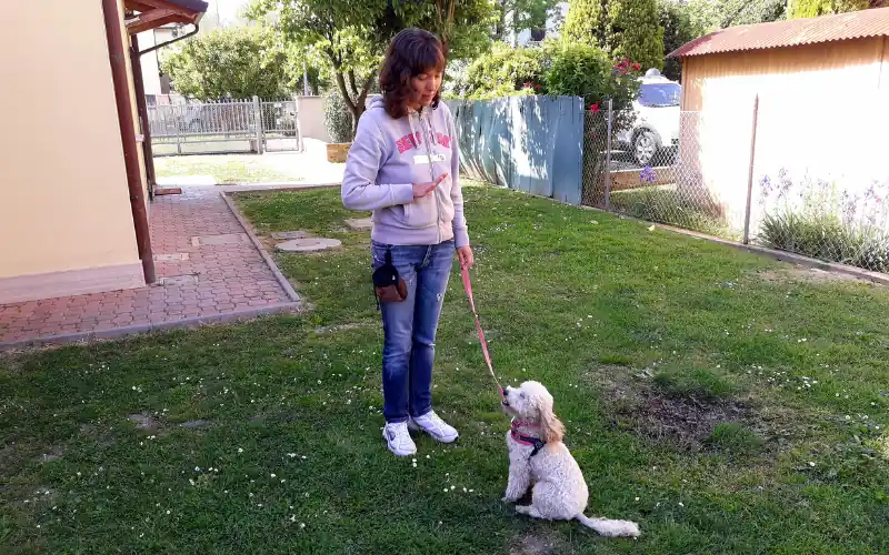 Dog trainer teaching the stay command during a K9 Training Institute style session with a white poodle on a loose leash