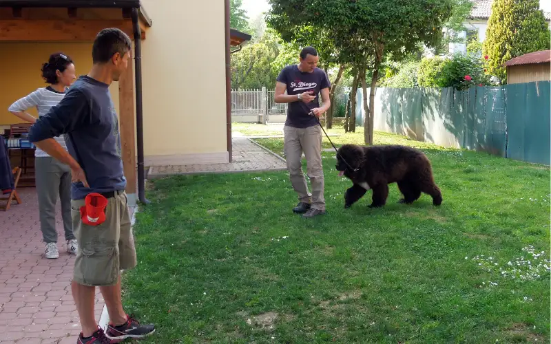 Trainer walking a young Newfoundland in attentive heel, a K9 Training Institute foundation exercise