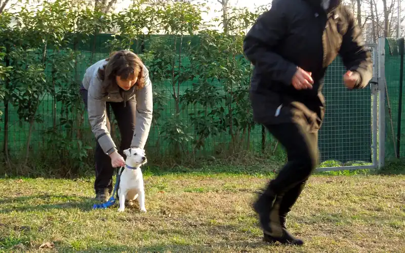 Trainer helping a Jack Russell Terrier practice a K9 Training Institute recall game