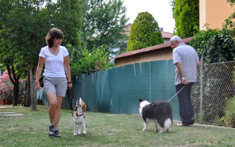 Trainer and Beagle passing a client's Border Collie calmly, applying K9 Training Institute leash skills