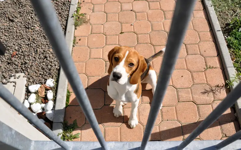 Beagle puppy sitting behind garden gate bars, looking toward the camera