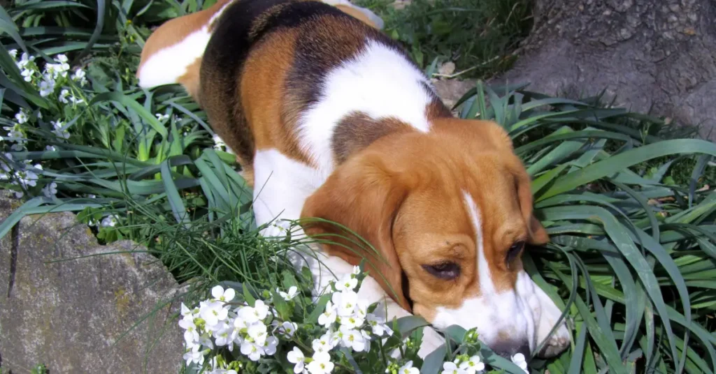 Beagle puppy lying in a garden flower bed with a bored expression, an example of why a big yard isn't enough