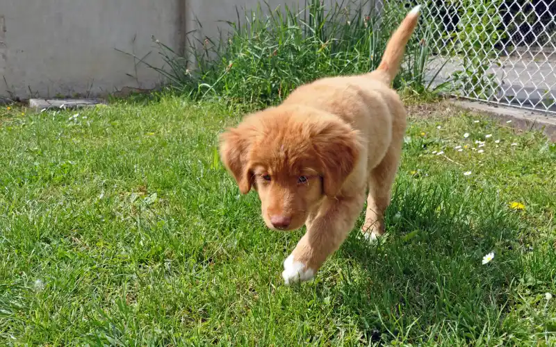 Toller puppy walking across garden grass at her own eye level