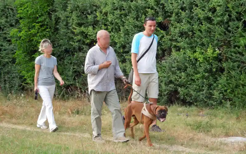 Trainer assisting a client and her Boxer during a loose-leash walk on the grass of a public park