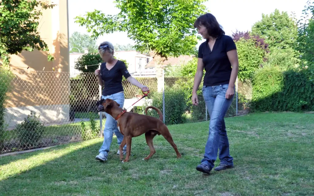 Dog trainer Simona walking side by side with a client and her Boxer during a heel exercise