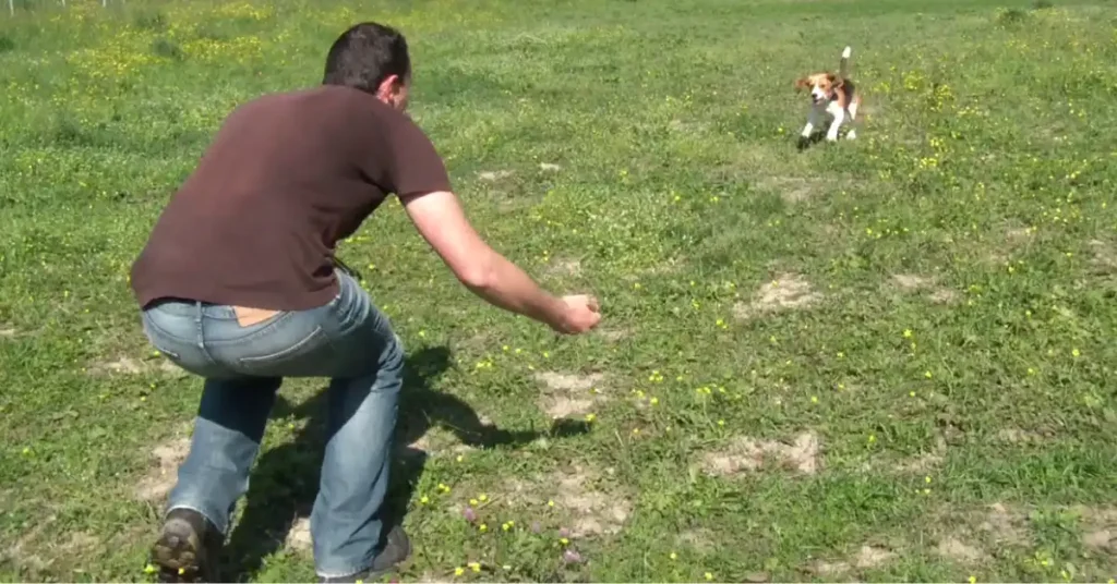 Trainer walking backward with open arms to get a Beagle puppy to come when called