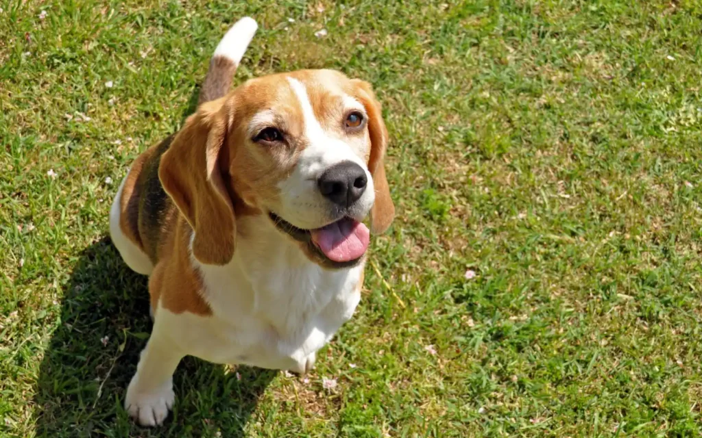 Beagle sitting relaxed on the grass, looking up at the camera with a happy expression