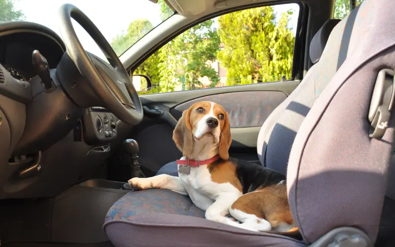 Young Beagle puppy calmly resting on the driver's seat during a parked-car introduction session