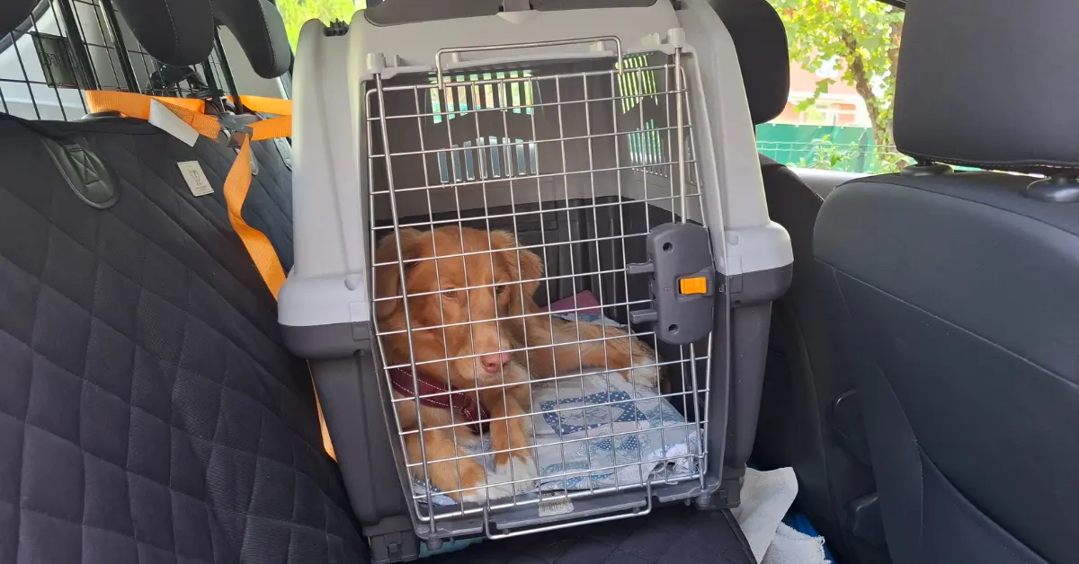 Toller resting calmly inside a secured travel crate in the back seat, an example of dog car safety