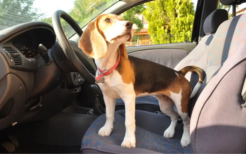 Beagle puppy exploring a parked car during gradual dog car sickness prevention training