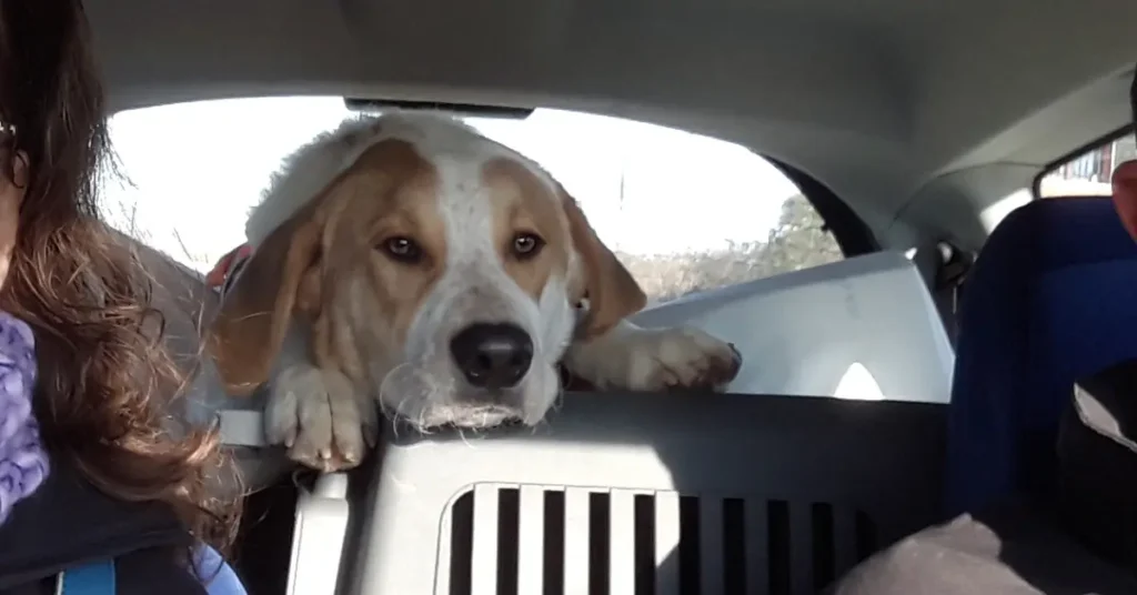 Dog looking stressed in the car, a common early sign of dog car sickness