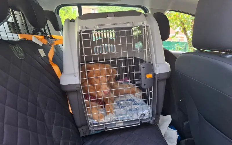 Nova Scotia Duck Tolling Retriever resting calmly in a car carrier, helping prevent dog car sickness