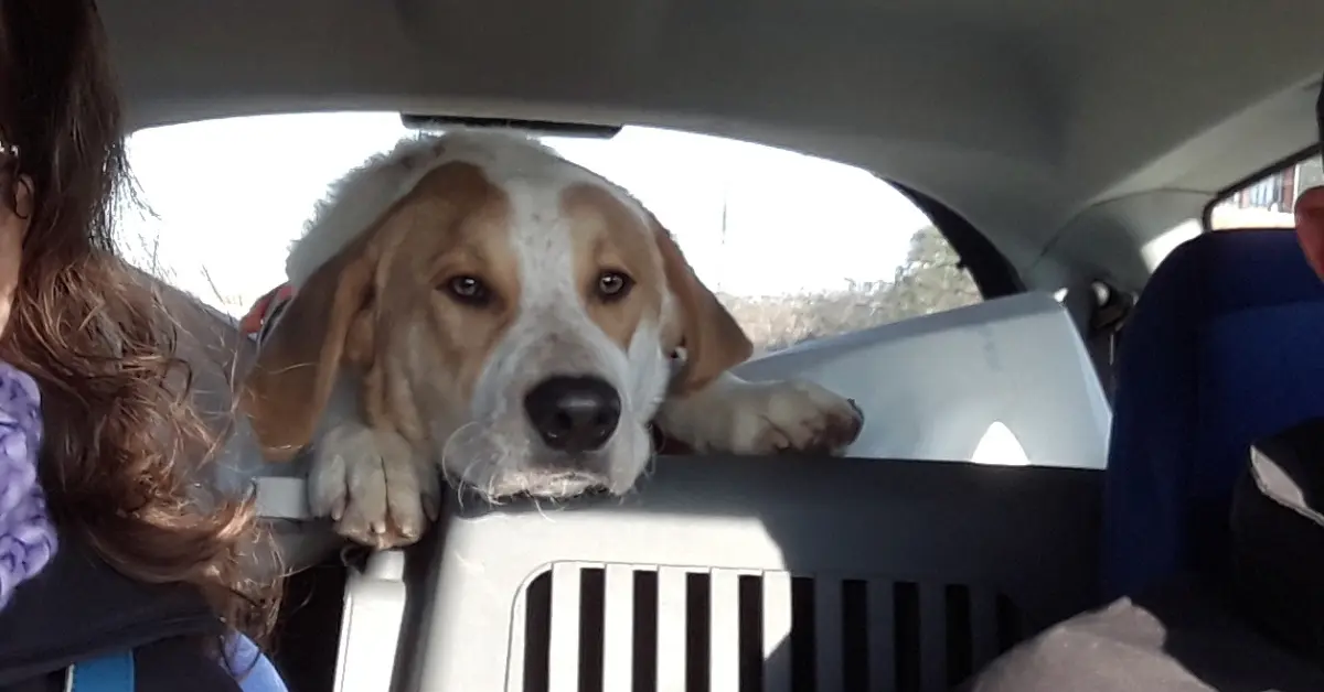 Dog looking stressed in the car, a common early sign of dog car sickness