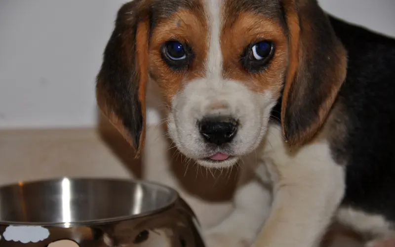 Beagle puppy looking away from her small food bowl during a period of adjustment