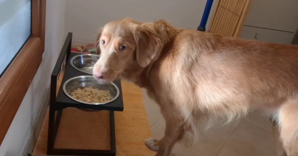 Toller looking at the camera next to a full bowl, an example of a dog not eating in the moment