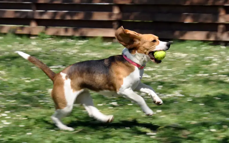 Beagle running with a ball, illustrating dog temperament traits like sociability and drive