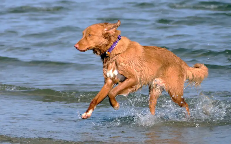 Nova Scotia Duck Tolling Retriever running on the beach, illustrating dog temperament traits like docility and reactivity