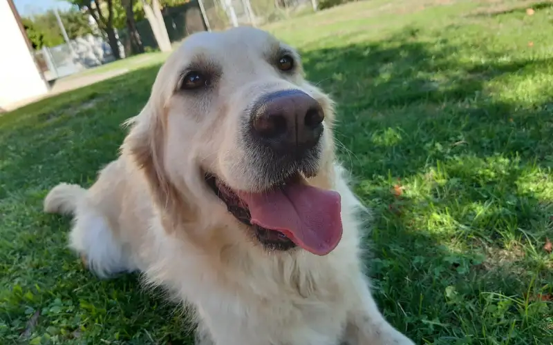 Golden Retriever's relaxed face, illustrating dog temperament traits like sociability and low hardiness