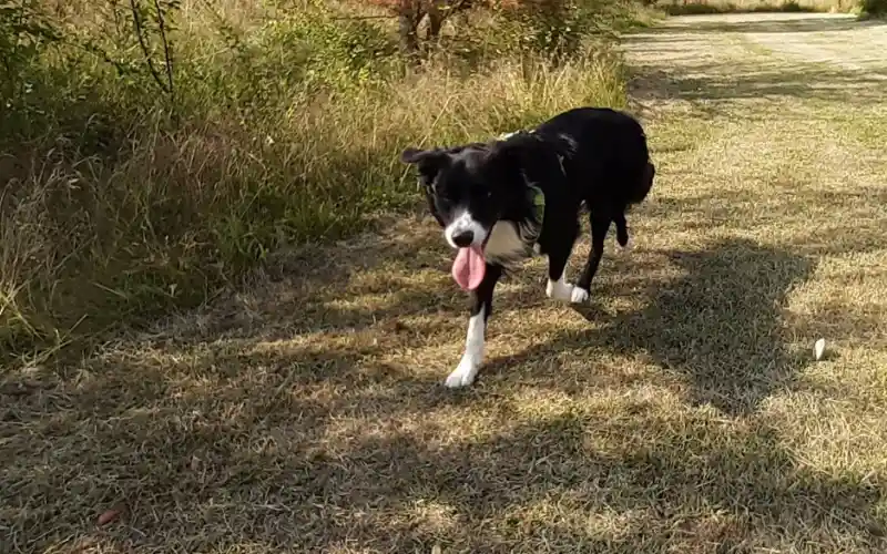 Border Collie walking briskly across a summer field, illustrating dog temperament traits like vigilance and reactivity