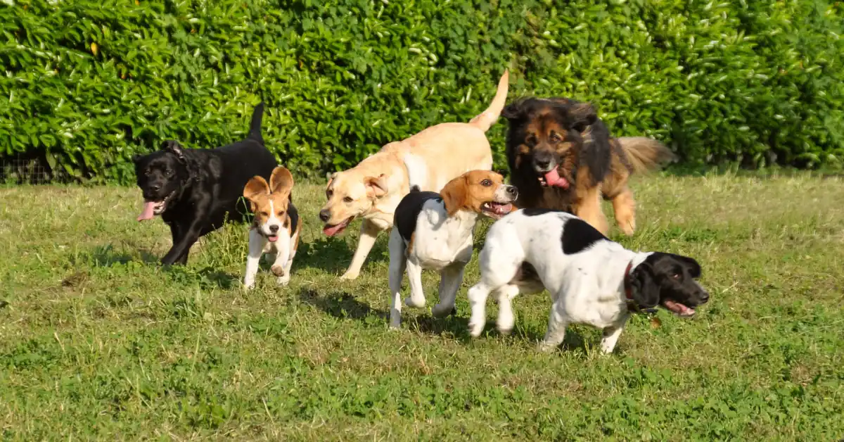 Mixed group of dogs running happily together, illustrating the range of dog temperament traits