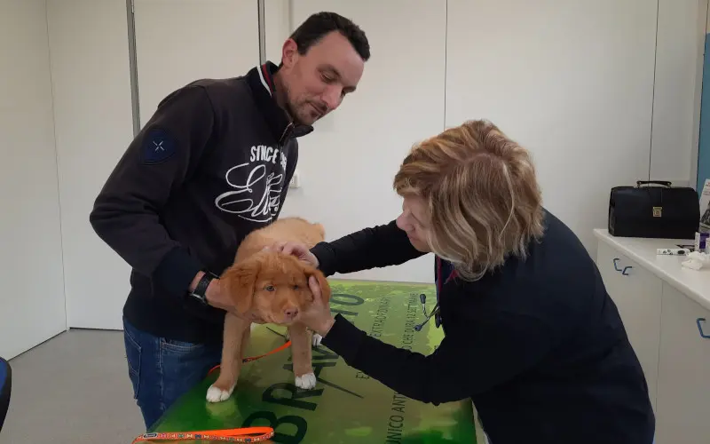 Fanta as a puppy standing on the vet exam table during a routine check, held gently by her owner