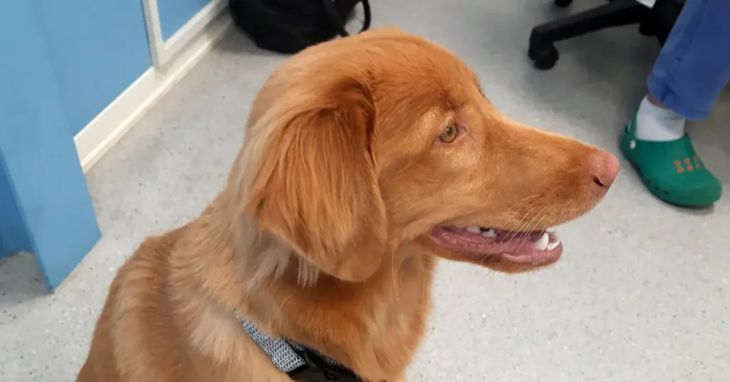 Fanta relaxed at the vet clinic, showing how to choose a veterinarian for your dog who makes them feel safe