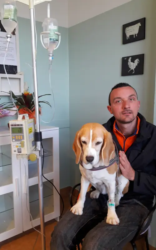 Diana the Beagle sitting calmly on her owner's lap with an IV drip during a vet visit