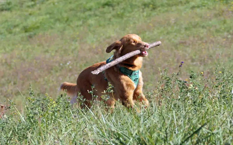 Young Toller retrieving a stick at a light run on a grassy slope