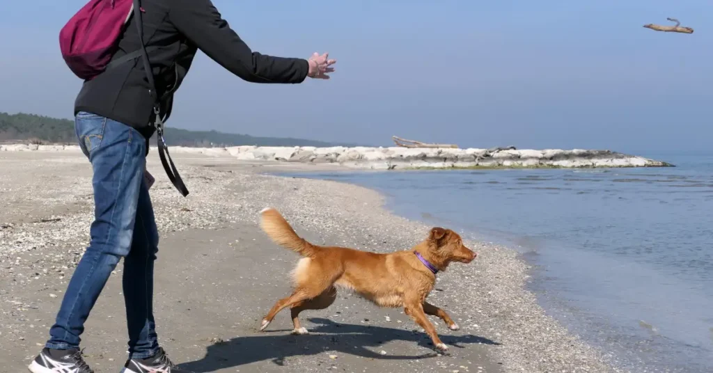 Young Toller catching a thrown stick on the beach, an excited example of how to play with your dog