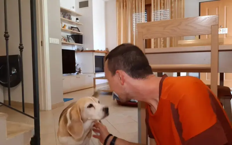 Owner praising a Beagle after she found him during a game of hide and seek in the living room