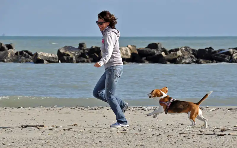 Owner running joyfully along the beach shoreline chased playfully by a Beagle