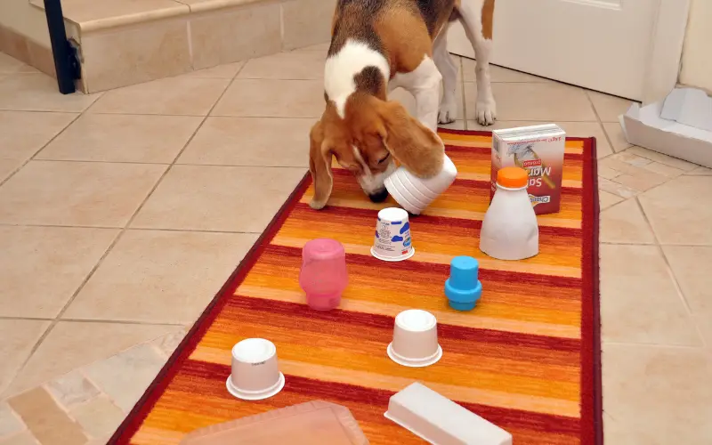 Beagle searching for hidden treats under plastic objects arranged on a living room rug, another example of how you can play with your dog using everyday objects