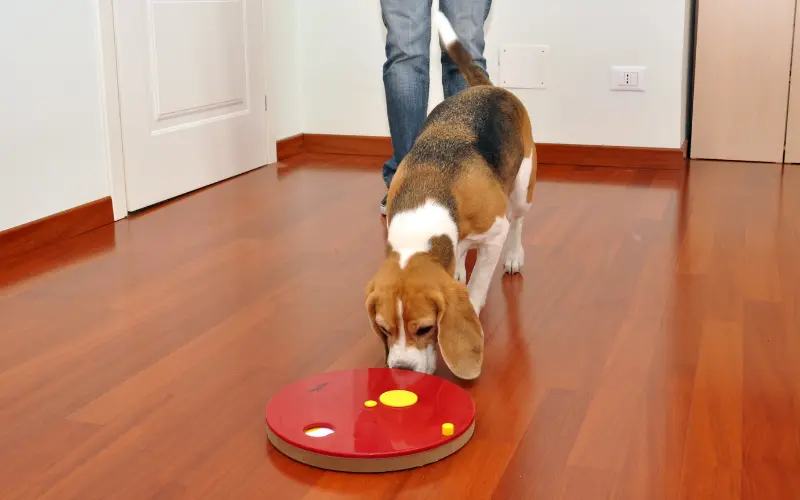 Beagle working through a sliding disc puzzle toy to uncover hidden treats