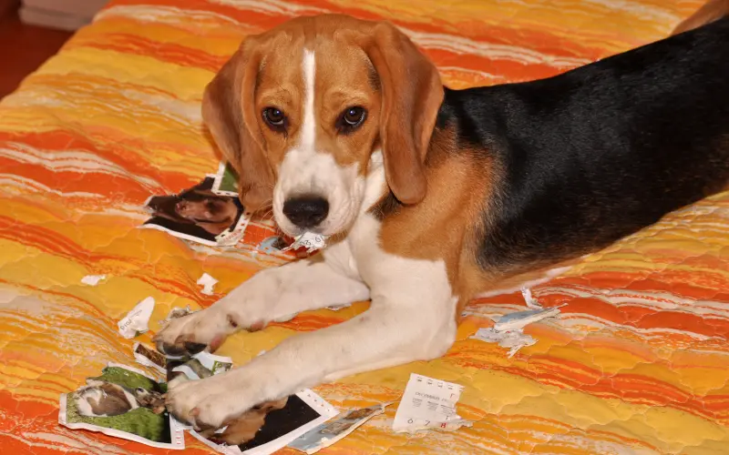 Young Beagle puppy chewing a cardboard calendar on the bed