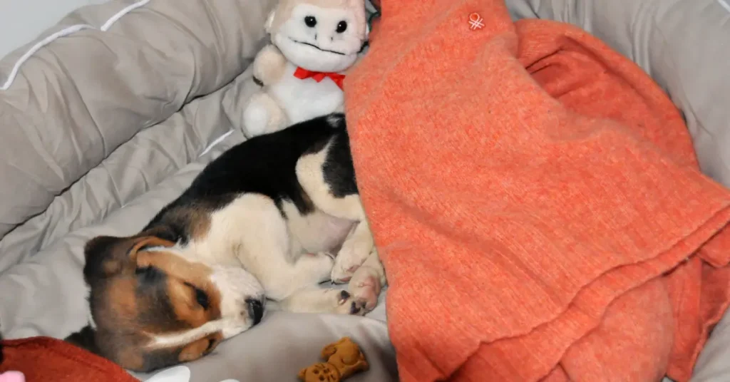 Beagle puppy asleep in her bed at home after a well-prepared space helped her feel safe right away — exactly what puppy proofing your home is for